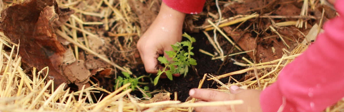 Agricultura Ecológica: Ventajas y Desventajas | naranjasyfrutas.com