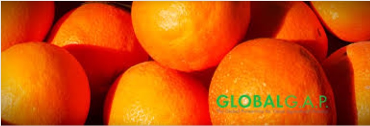  globalgap- naranjasyfrutas